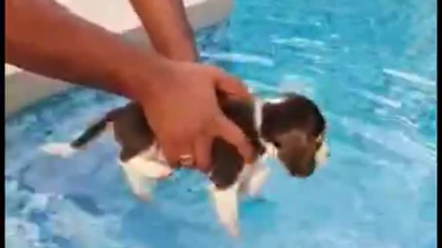 Baby beagle's first day of swimming
