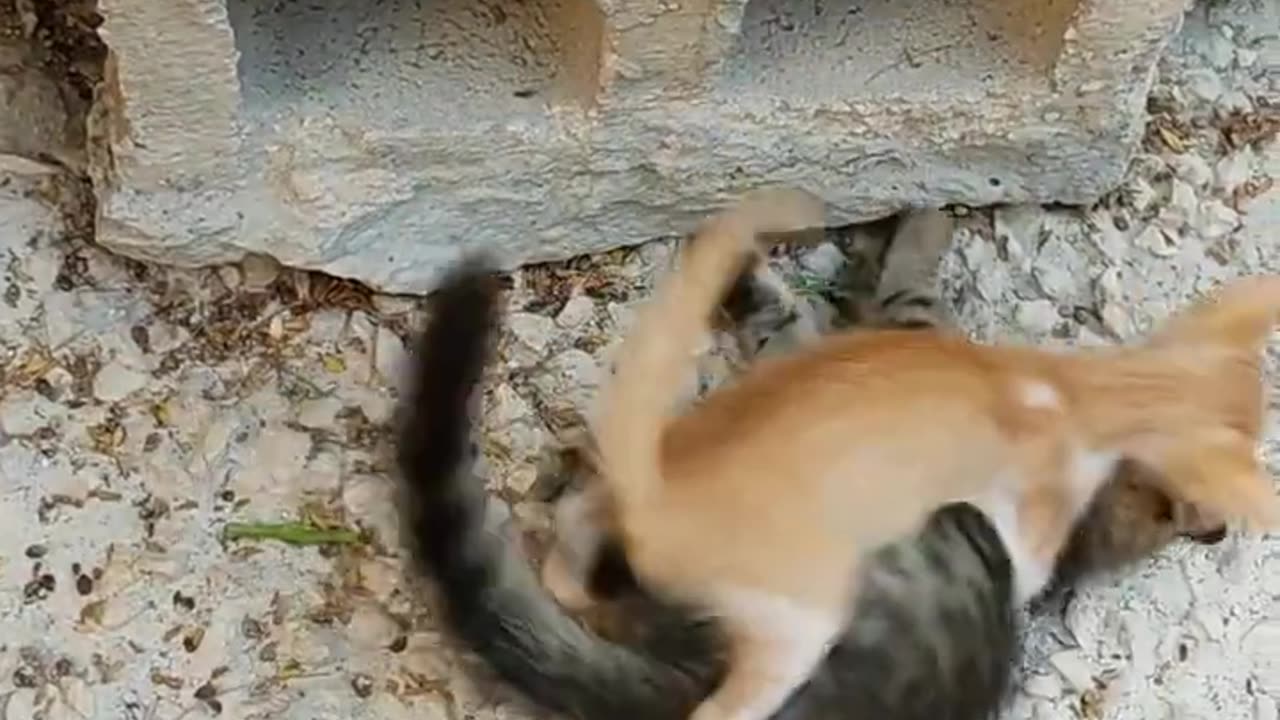 cat funny videos cat videos for cats to watch #animals #cat