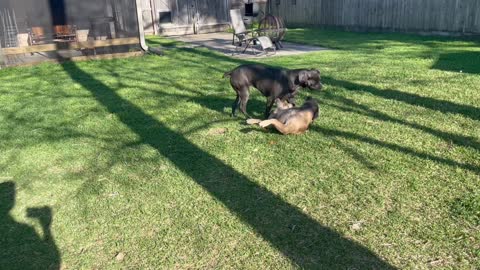 Introducing Ride or Die Dogs