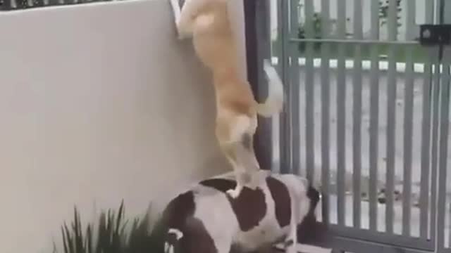 A dog stands over a dog to see