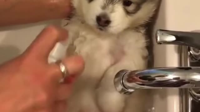 BATH TIME BABY HUSKY!