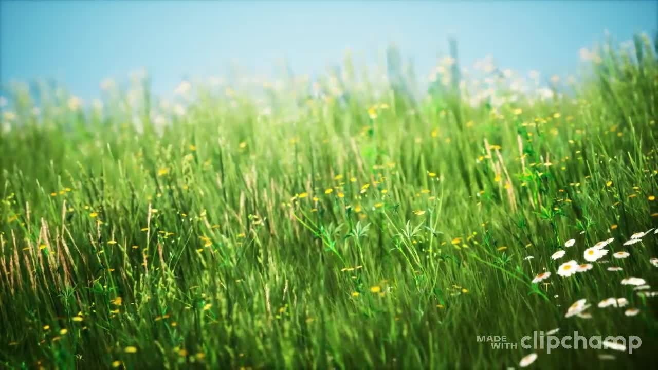 field with green grass and wildflowers at sunset