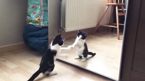 😂Funny 🤣cat 😂short 🤣 video#short video