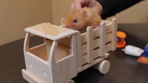 Do-it-yourself cool furniture and interior for a hamster