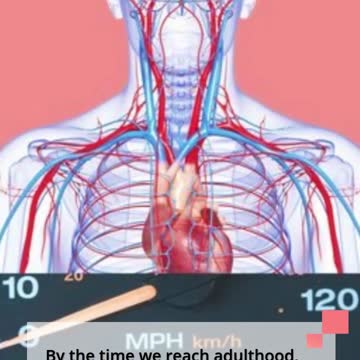 Did You Know : The circulatory system is more than 60,000 miles long