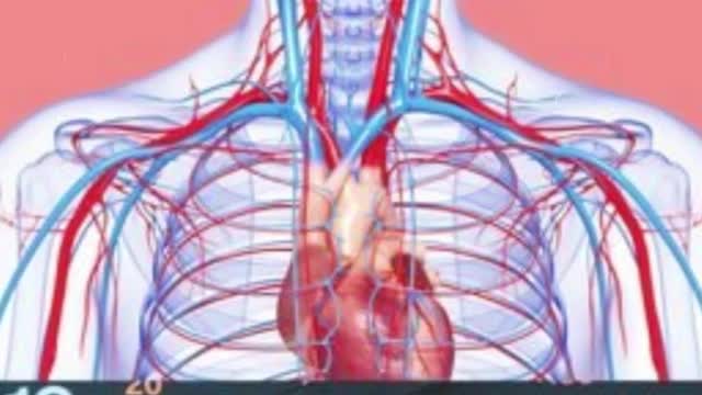 Did You Know : The circulatory system is more than 60,000 miles long