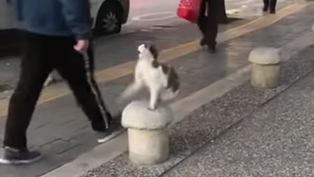 Stray Cat Sits on side walk and attack on pedestrians