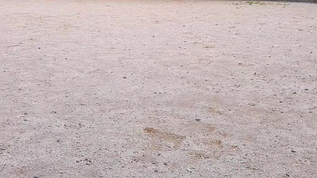 Running dachshund
