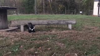 Baby Pygmy Goat Plays with Kittens