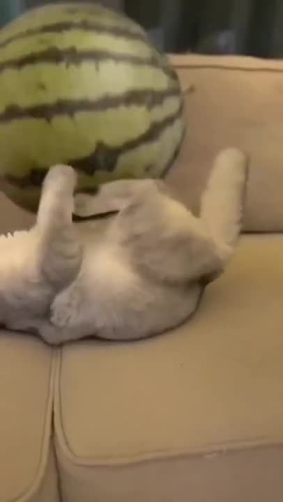 .Cats and dogs _ cats meowing _ cats funny videos #shorts