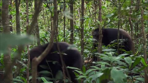 YouTubers' Favourite Planet Earth Moments | BBC Earth