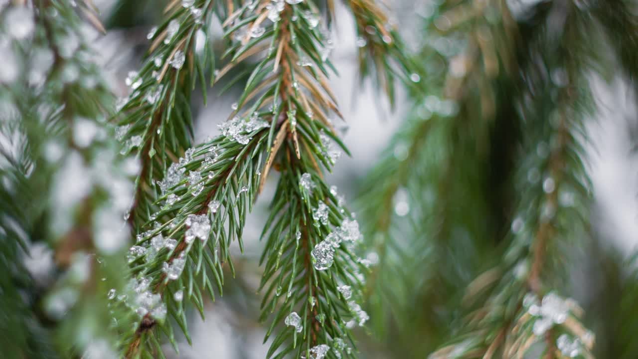 4K Winter Forest Wonderland - Nature Relax Video