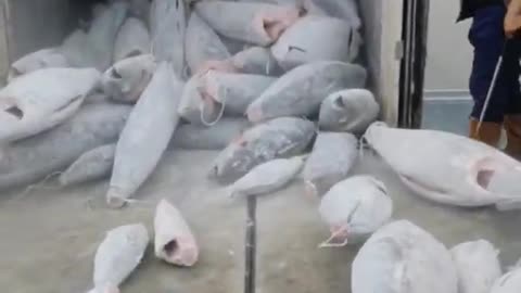 Unloading frozen fish.