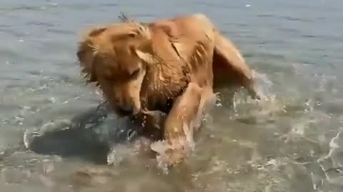 Dog Was working really hard on my doggy paddle until a crab spooked me!🤣🦀