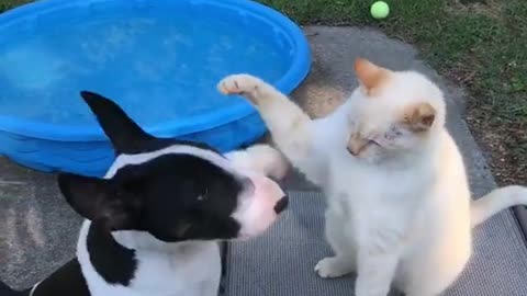 cat & dogs funny video clip #5