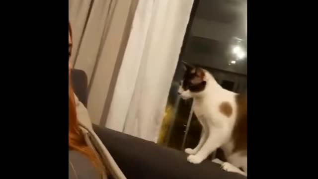 Funniest Cats 😹 - Don't try to hold back Laughter 😂 - Funny Cats Life 2021