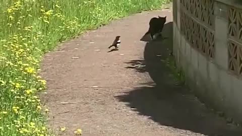 A Magpie stalks this cat