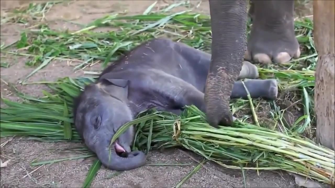 BABY ELEPHANT RUNNING | SAMLL ELEPHANT