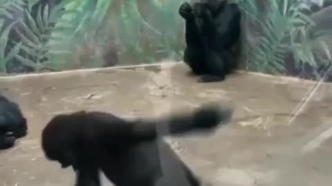 King Kong baby