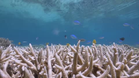 Coral Bleaching, Lizard Island