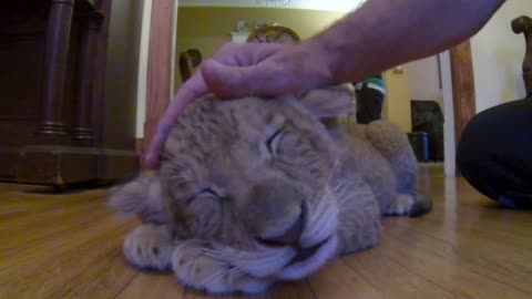 Police officer cuddles with lion cub