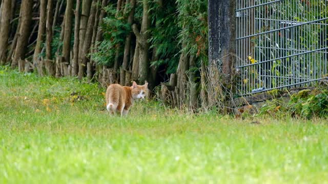 Cute baby cat walking in garden