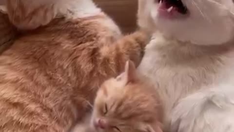 funny pets