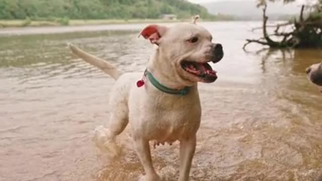 Two dog enjoy in the water