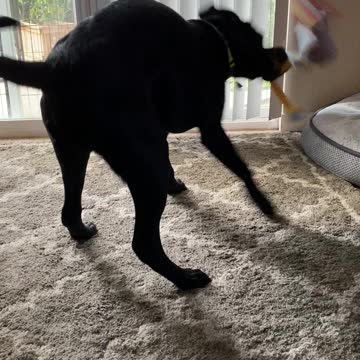 Toy versus Lab