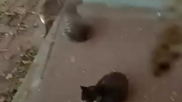 2 Mama's And 4 Babies From 2 Litters, Yeah.