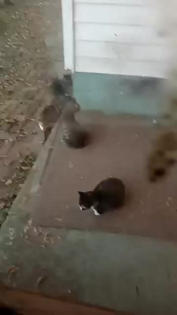 2 Mama's And 4 Babies From 2 Litters, Yeah.