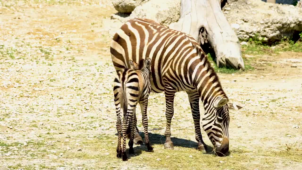 Zebra