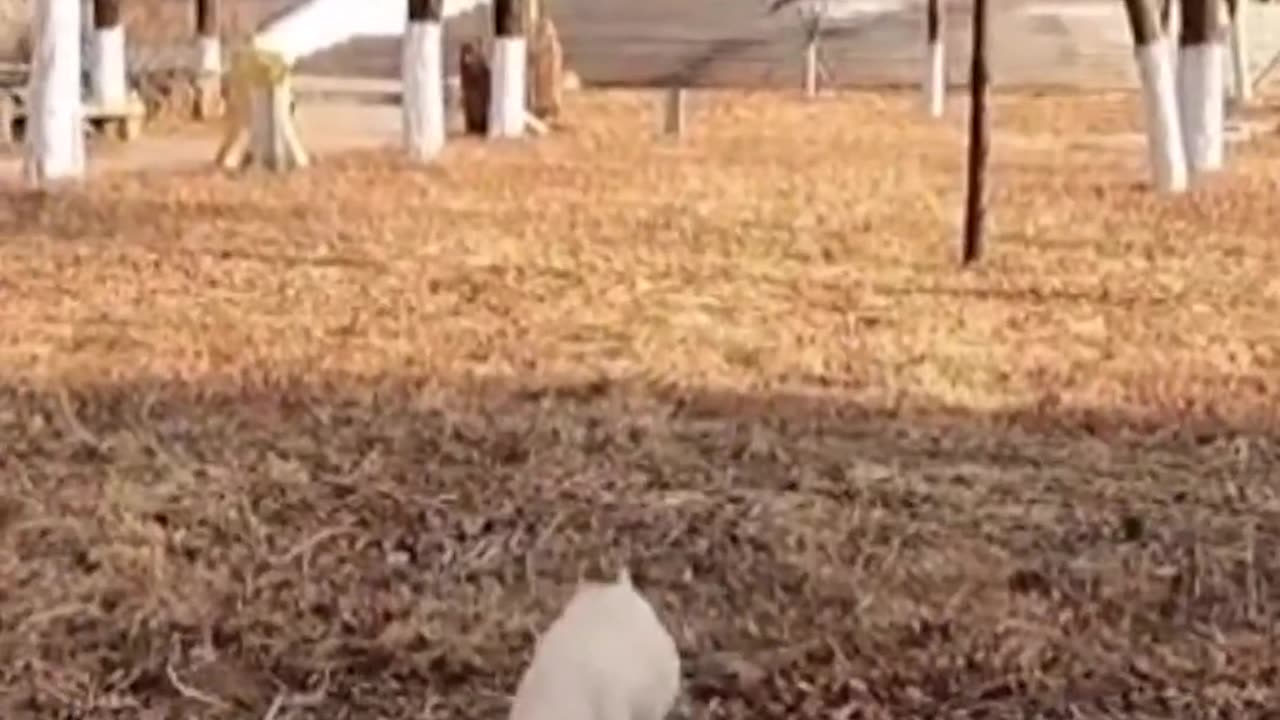 The Puppy Tries To Eat All The Food As Quickly As Possible To Overcome The