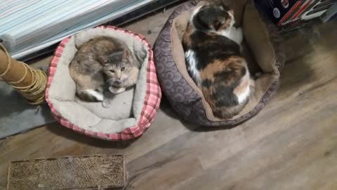 Emma and Jasmine Laying Next To Eachother