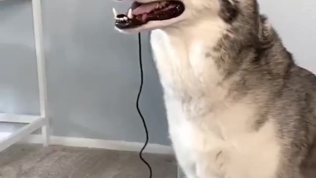 Funny Animals Videos2022 🤣😻-Funniest Cats And Dogs Videos