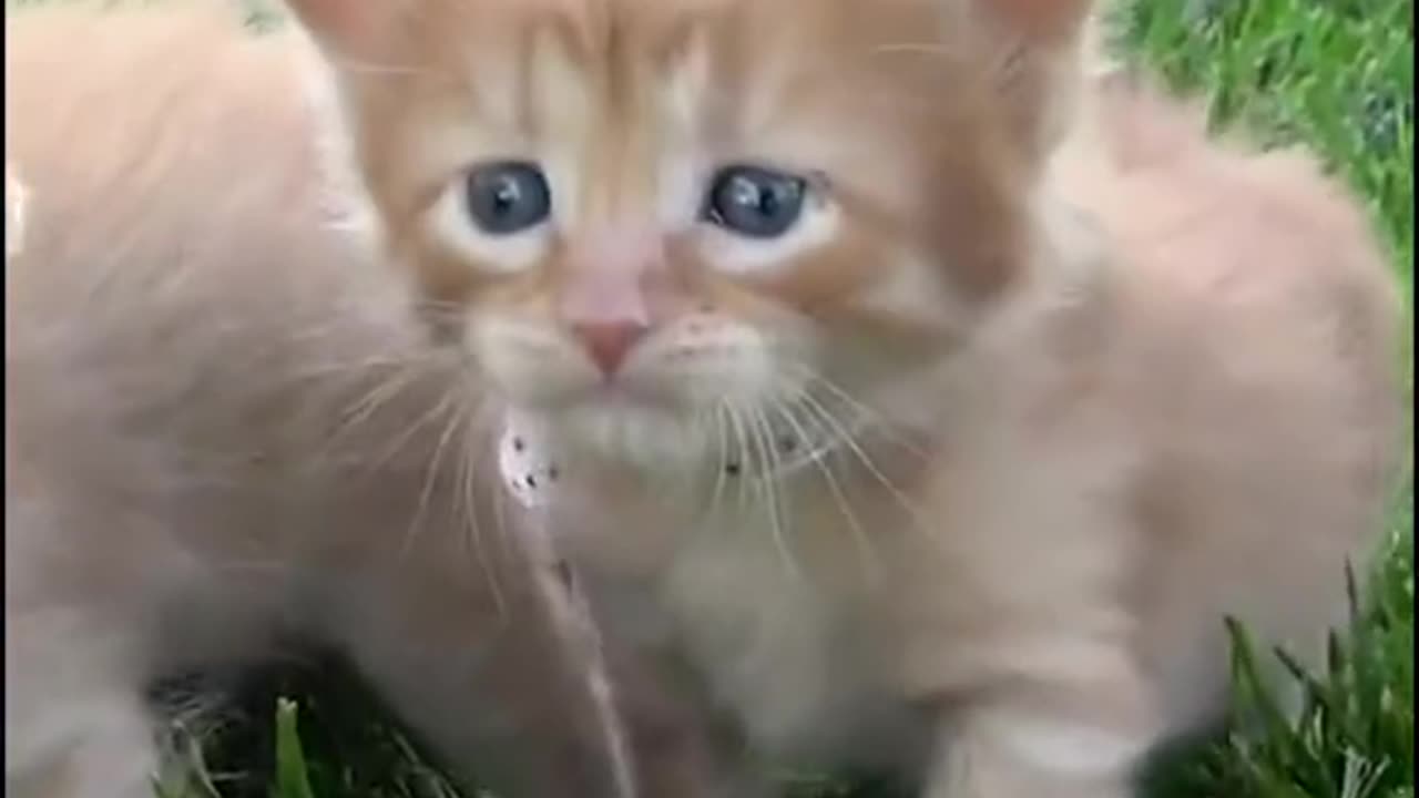 Cute Kittens Meowing 🥰