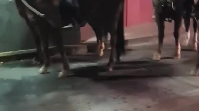 Horseback Drive-Thru