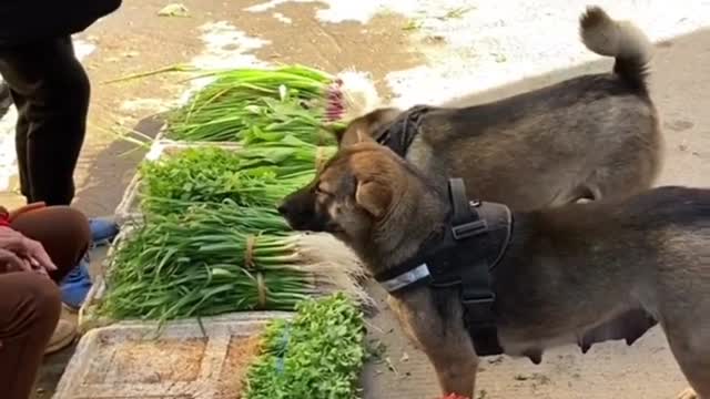 Cute dog vegetable buy