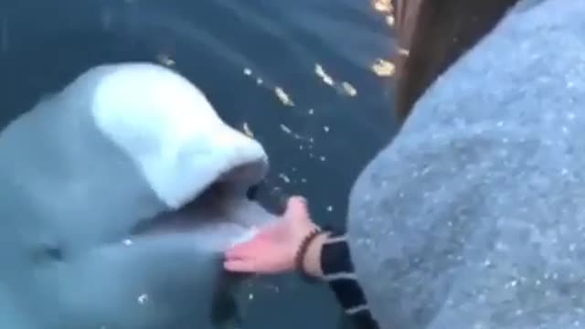 Beluga whale saves a dropped iPhone