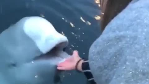 Beluga whale saves a dropped iPhone