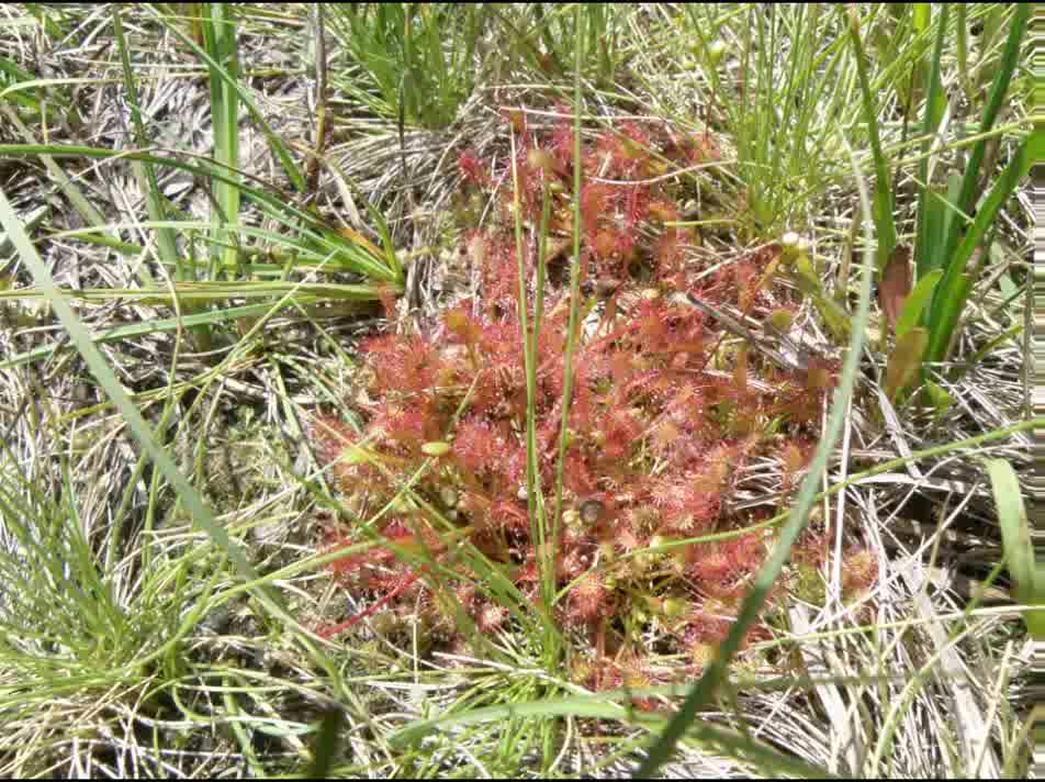 Rorela ( Drosera Rotundifolia L. ) serve para eliminar catarro