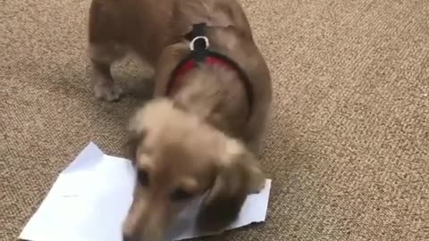 Little dog in office steals and rips paper