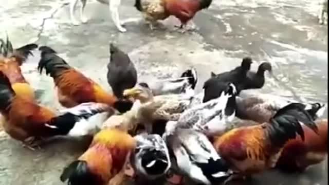 Funny Dog Fight Videos-Chicken VS Dog