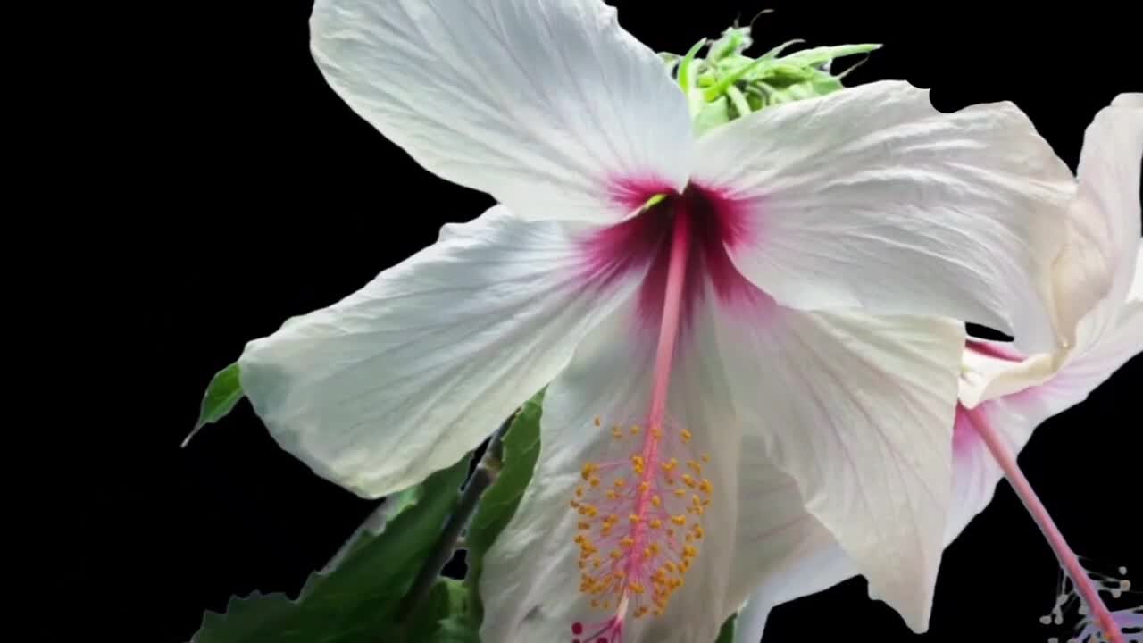 Flowers Blooming Time Lapse