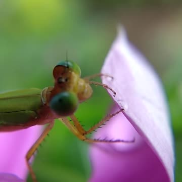 see dragonflies up close - sounds of nature