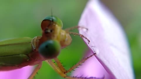 see dragonflies up close - sounds of nature