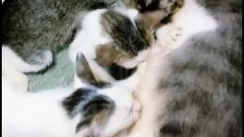 cat feeding her baby