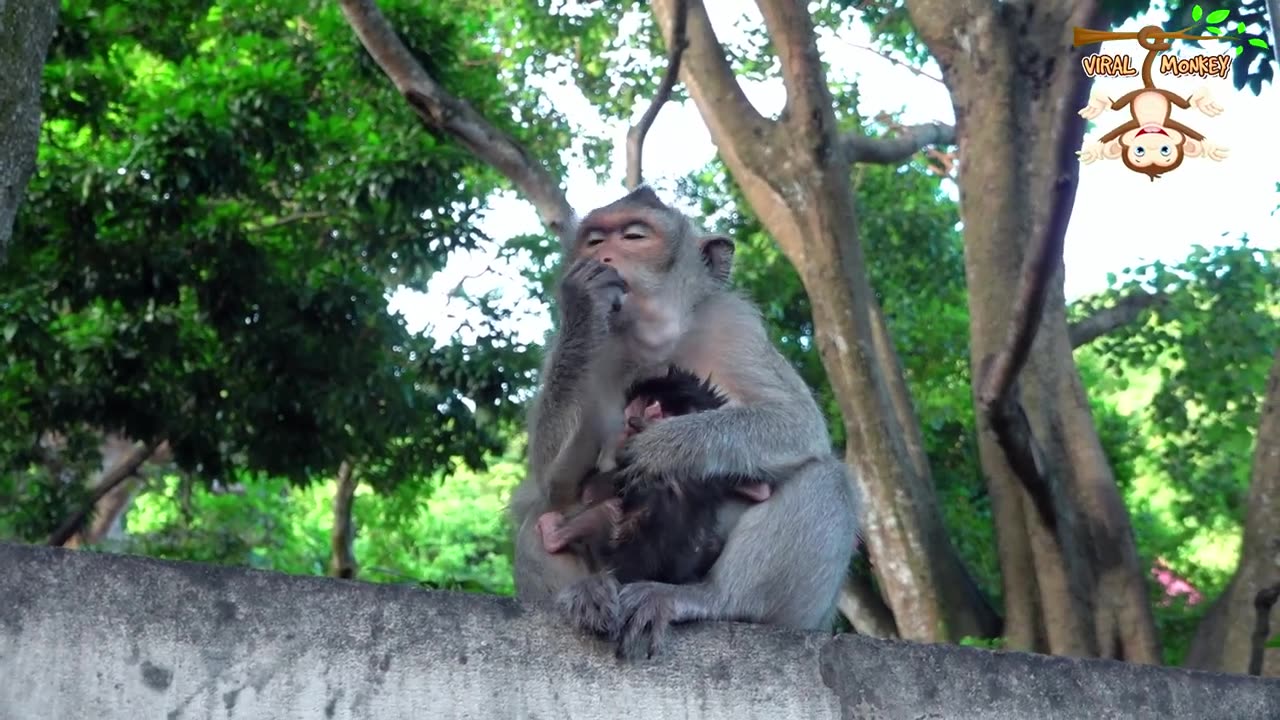 Funny Family Monkeys Natural Life 4K Quality Video Episode 2 | Viral Monkey