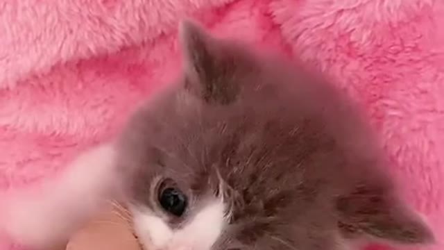 Do you like such a kitten-#funny #cat #pet #kitty