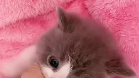 Do you like such a kitten-#funny #cat #pet #kitty